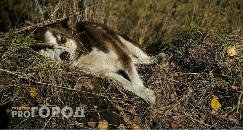 В Калужской области собака напала на пятилетнего ребенка 