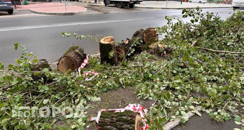 В Калуге рабочие начали вырубать аллею для обустройства новой парковки 