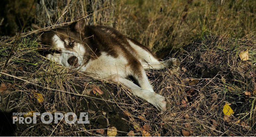 В Калужской области возобновят работу с безнадзорными животными