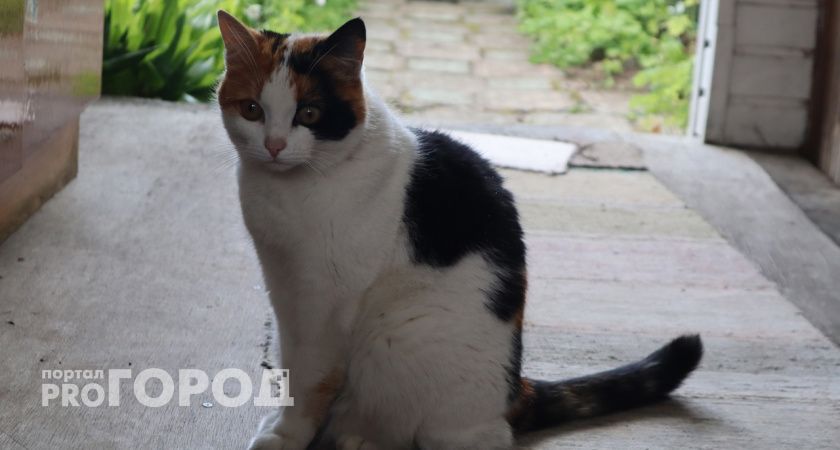 В Калужской области за год отловили почти полторы тысячи бродячих животных 