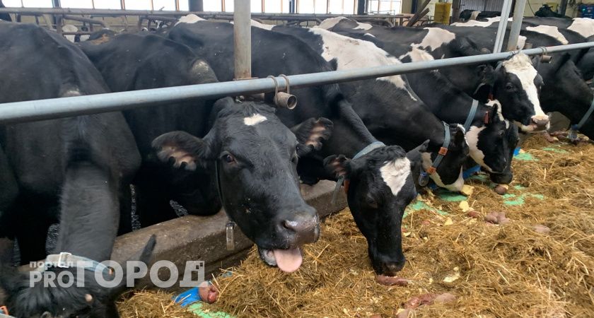 Калужская область заняла лидирующие позиции в области племенного животноводства 