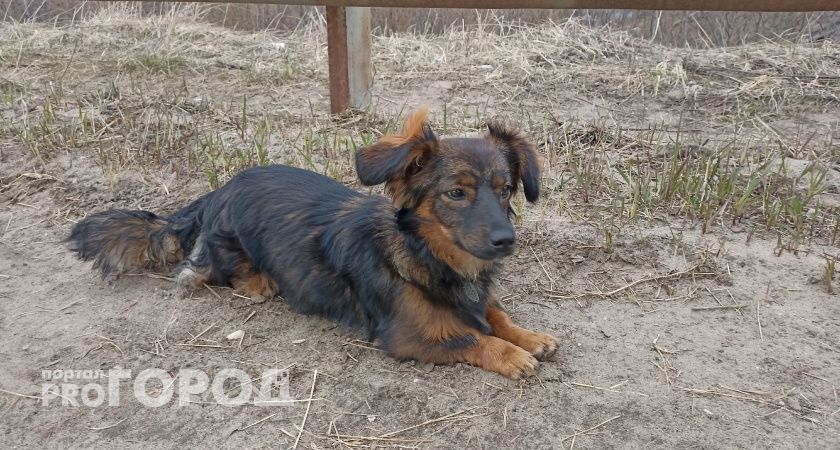 В Калужской области зооприюту увеличат субсидию