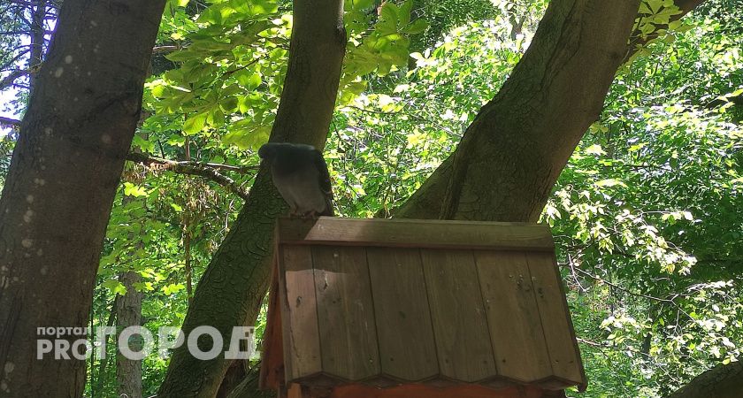 Жителей Калужской области призывают делать кормушки для птиц