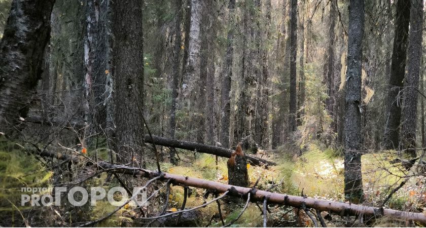 В Калужской области восстановили 20 тысяч гектаров леса благодаря федеральному проекту