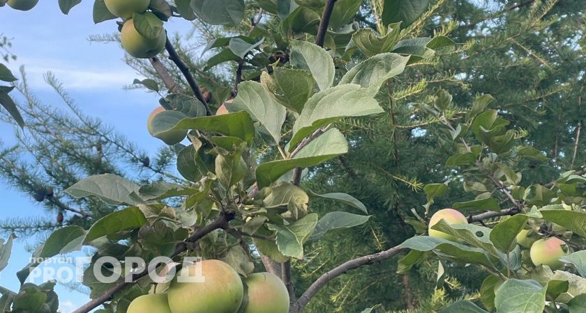 В Калужской области 1 сентября ожидается 26-градусная жара