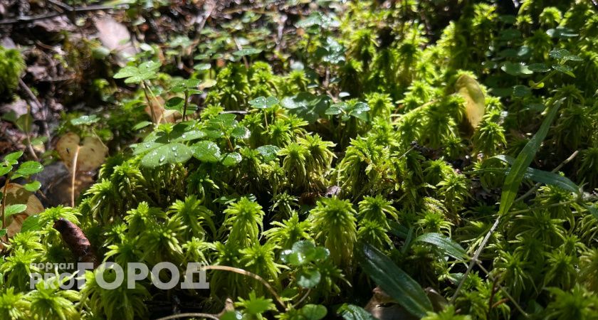 В Калужской области 3 сентября ожидается теплая погода и слабая геомагнитная буря