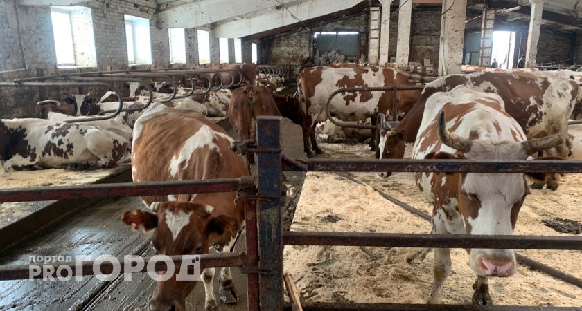 Калужская область взяла курс на прорыв в молочном производстве