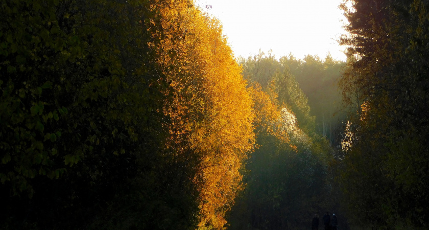 В Калужской области 10 ноября ожидаются туманы: синоптики обещают прохладную погоду 