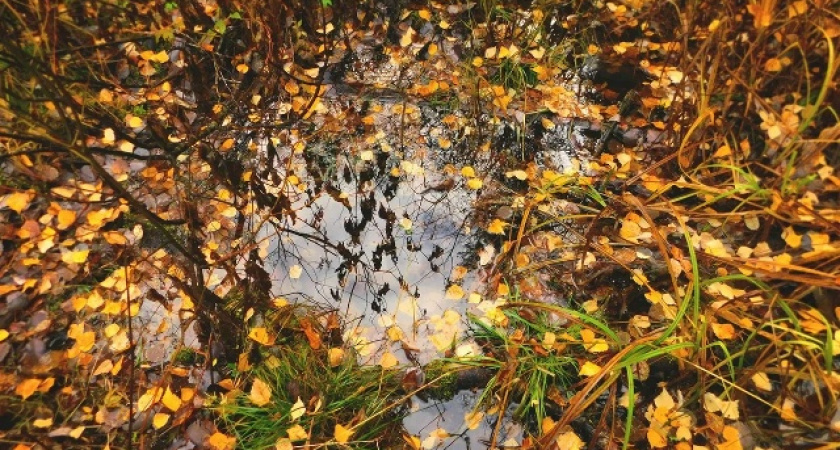 В Калужской области 12 ноября ожидаются дожди 