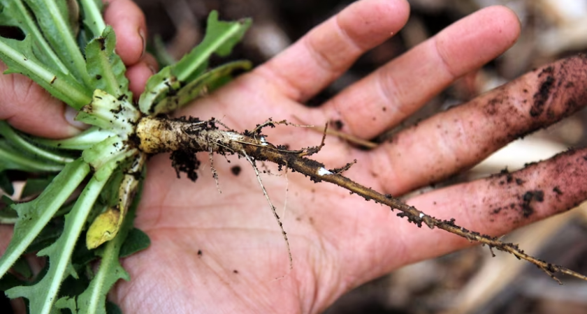 Почему подростки роют пустыри в поисках сорняков вместо компьютерных игр?