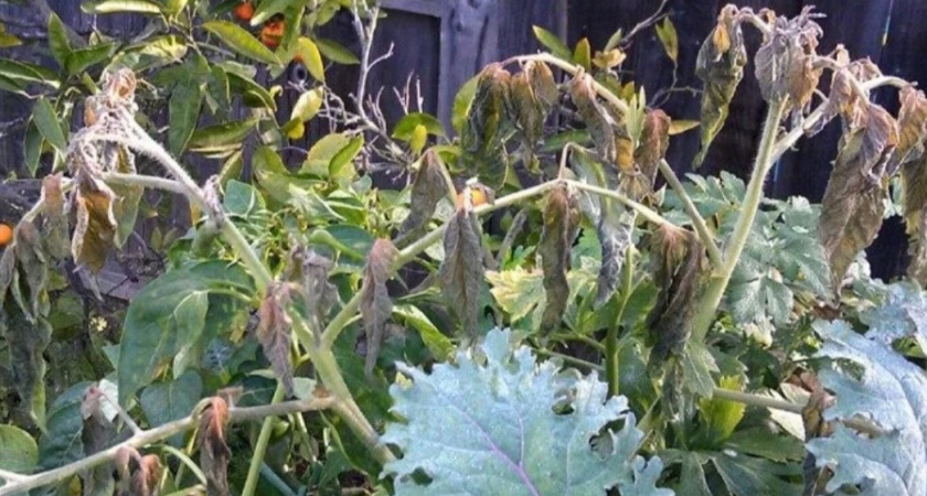 Приобрел 16 сортов холодостойких томатов по каталогу, но замерзли 6 сортов.