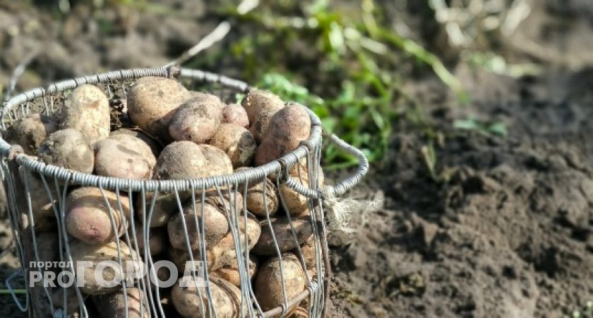 В Калужской области подешевел картофель