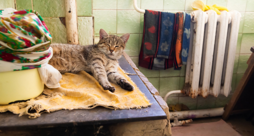 Получила наследство от бабушки – квартиру, где обнаружили 15 кошек и много мусора.