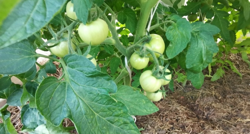 Выбрал 8 лучших низкорослых томатов для начинающих огородников за 5 лет