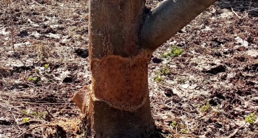 Защищаю яблони зимой тремя способами