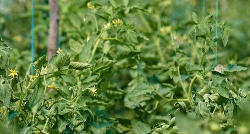 Разворачиваю теплицу по сторонам света. Предотвращаю стерилизацию пыльцы.