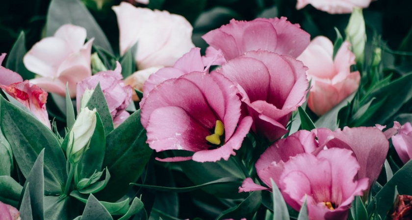 Выращиваю эустому в саду за пять шагов