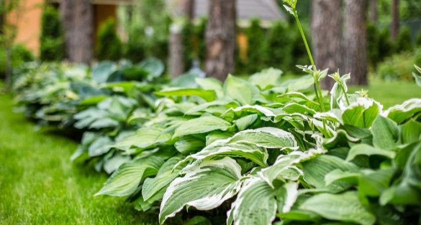 Защитим хосту зимой правильно: алгоритм подготовки за 4 шага