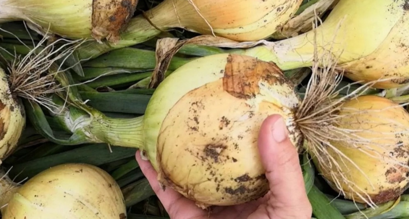 Лук выращиваю трижды за сезон, крупные луковицы до 600 г