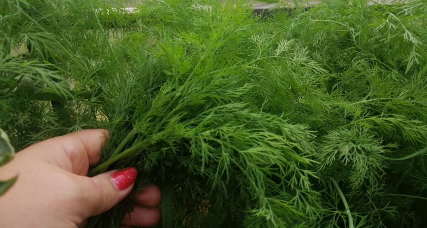 Создаю домашний огород за 30 дней с экономией 3000 рублей