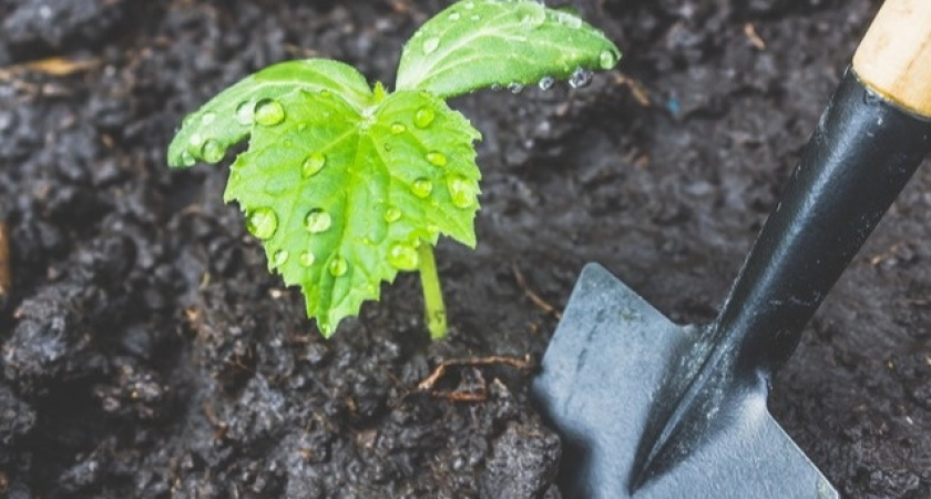 Высаживаю кабачки осенью для раннего урожая весной.
