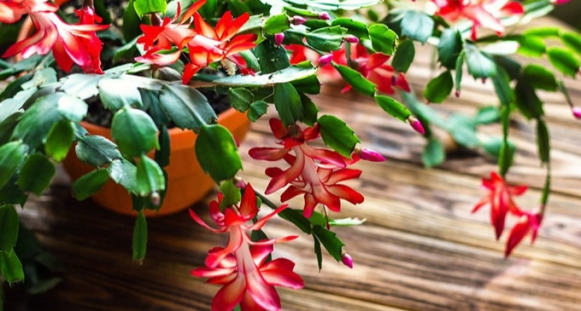 Переходим к новому режиму выращивания декабриста в ноябре. Заставляем растение цвести до трёх месяцев.