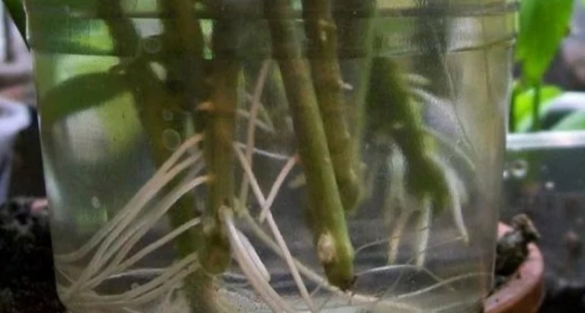 Приготовил раствор для корнеобразования из прополиса. Черенки быстро укореняются (за 5-7 дней).