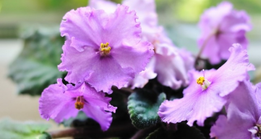 Осенью обрезаю цветоносы фиалок. Через пять месяцев будет сюрприз!