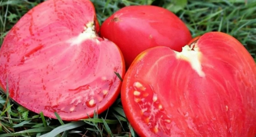 Высеваю розовые томаты сорта Мазарини третий год. Третья часть урожая зеленеет сверху.