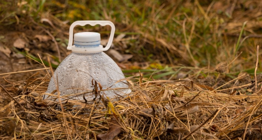 Осенью выращиваю розы из черенков: до 60% корней к лету