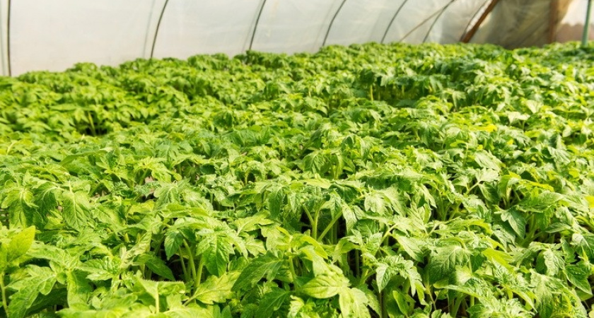 Проверяю посадку томатов 1, 2 и 3 в лунку. Результат удивил.