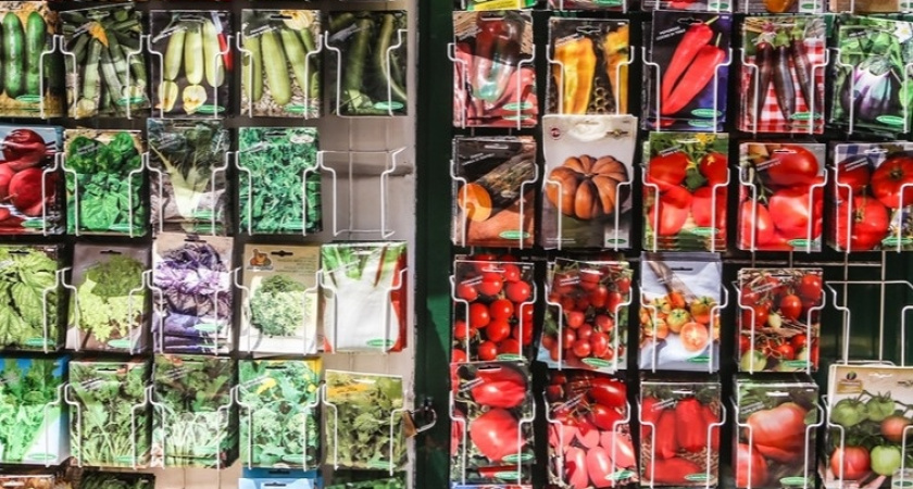 Выбираем 12 лучших сортов томатов без лишних трат