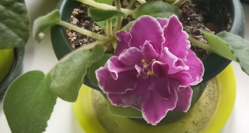 Делаю фиалки дома яркими с помощью лампы 12 часов в декабре. Цветут, как весной.