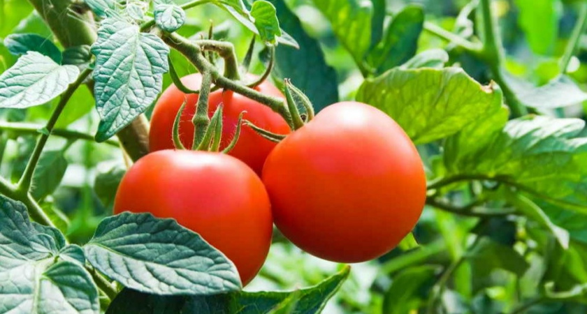 Выращиваю ранний урожай помидоров без рассады. Три способа получить томаты в июне