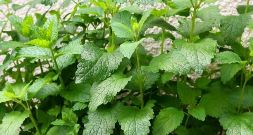 Мята против мышей не помогает. Проверяем 5 эффективных народных методов защиты участка