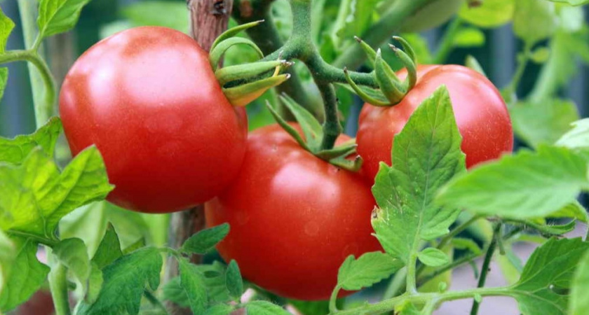 Анализируем высокоурожайные сорта томатов честно – проверили 8 гибридов