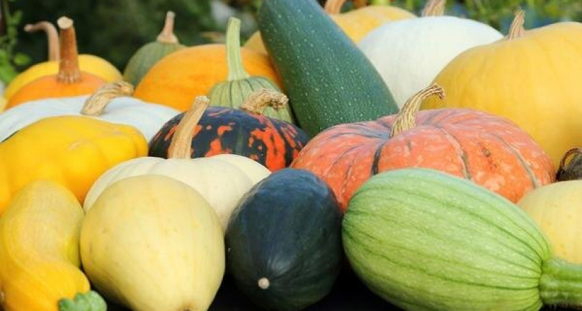 Кабачки и тыквы сохраняем: урожай без потерь до весны