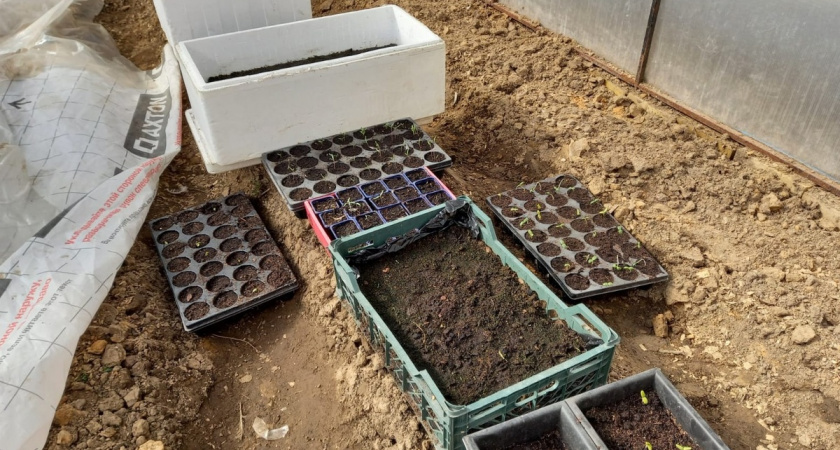 Грунт для рассады: разбираем состав и осваиваем 3 способа обеззараживания без ошибок