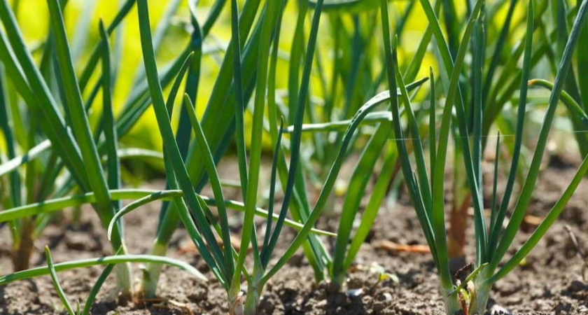 Исправил 3 ошибки с озимым луком: 80% севка переживает зиму