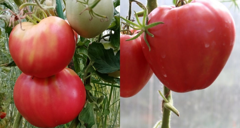 Сравниваю крупные томаты от 8 поставщиков: результат шокирует
