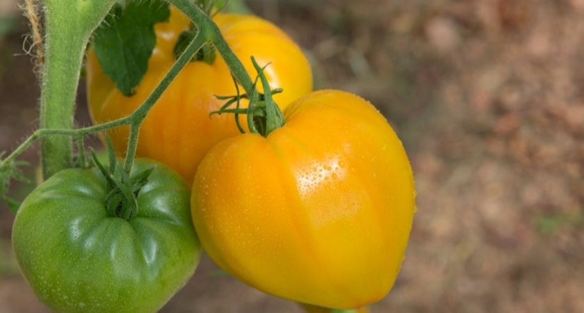 Выращиваем надежные томаты 5 лет: урожай даже новичку