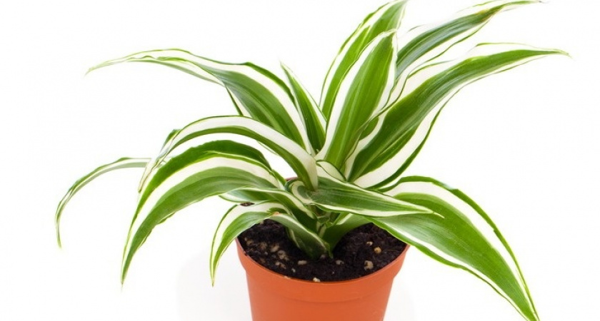 Разделил драцену на 4 группы по размеру – индивидуальный полив каждой