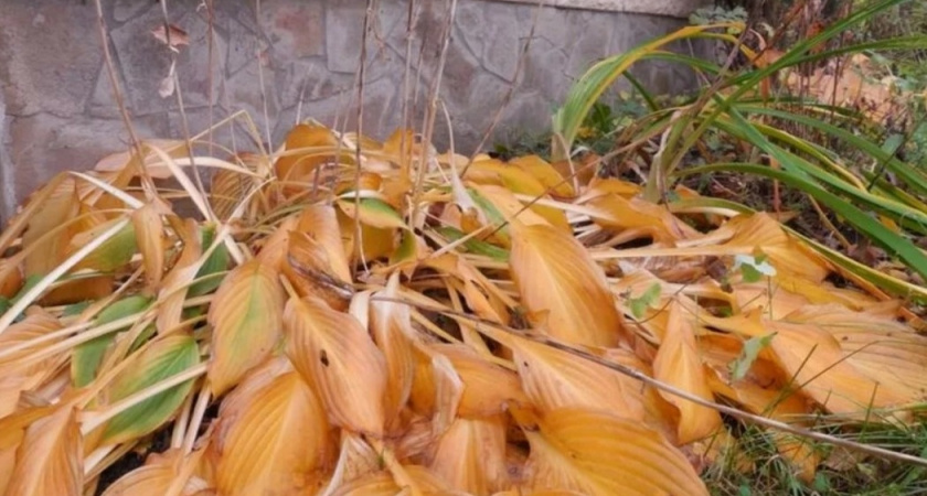 Устал от хост: покупаю 5 теневыносливых многолетников