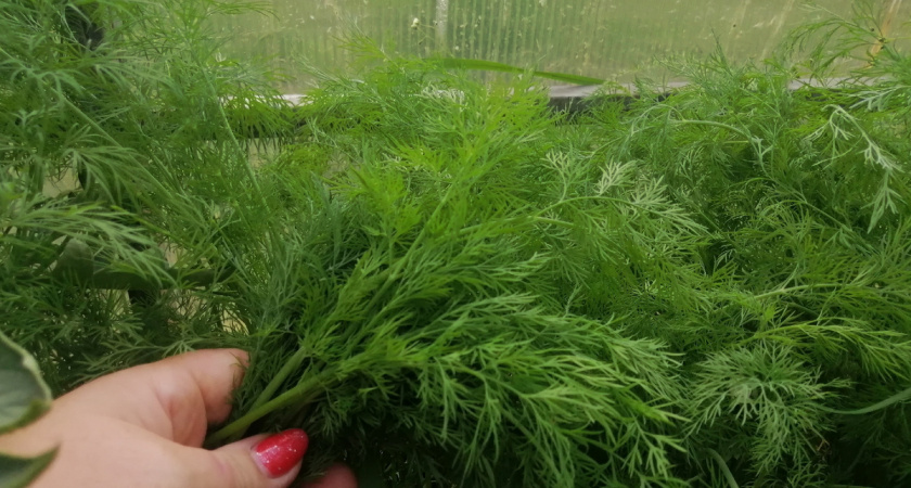 Выращиваю пышный укроп за 3 недели без удобрений – исправил 5 ошибок