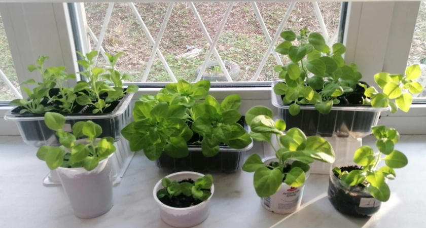 Подливаю копеечное средство слабой рассаде петунии – стебли мощнеют за 10 дней