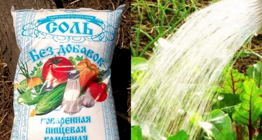 Поливаю грядки соленой водой 5 лет: урожай держится в засуху
