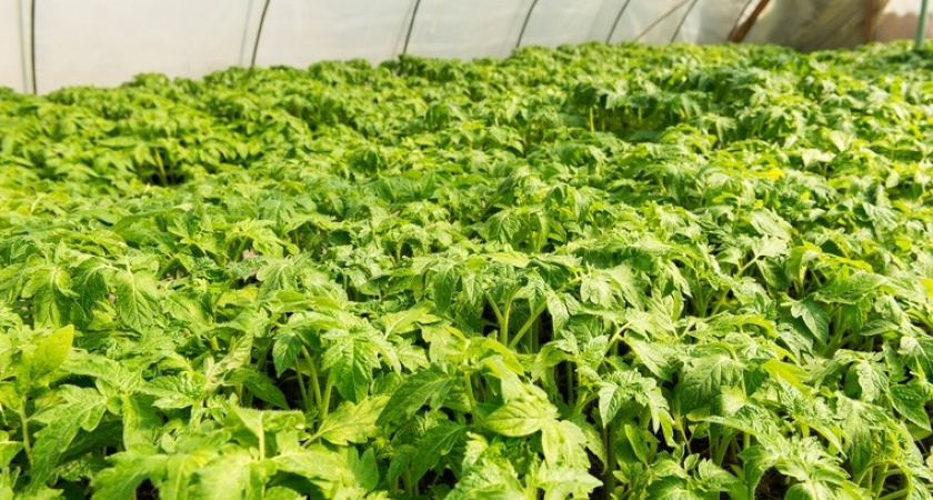 Пусть пасынки растут: собрал 16,5 кг томатов с 5 растений