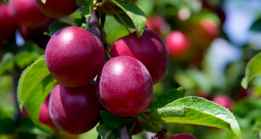 Исправил 5 ошибок с садовой сливой: урожай вырос в 3 раза