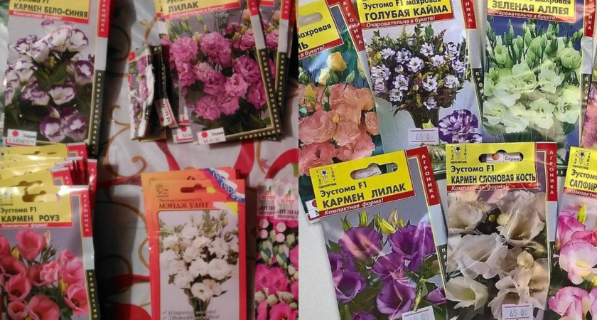 Отбираю семена эустомы из 15 сортов: густые всходы радуют