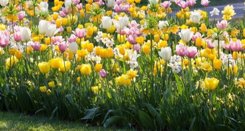 Укрощаю капризные цветы за 4 приема – забываю о проблемах